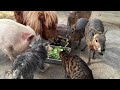 В БОЛЬШОЙ СЕМЬЕ КЛЮВОМ НЕ ЩЕЛКАЙ 😹 УДИВИТЕЛЬНЫЕ ЖИВОТНЫЕ 😹 3 😹 Amazing Animals