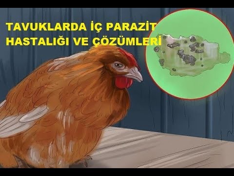 Video: Tavuk Hastalıkları. Parazit