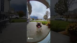 I Am Pibble, Wash My Belly 😱🌪️