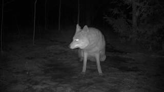 20180327 Trail Cam Fox Skunk and Coyote