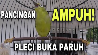 suara pancingan pleci agar cepat gacor dan buka paruh semua jenis pleci pasti nyaut