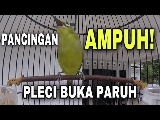 suara pancingan pleci agar cepat gacor dan buka paruh semua jenis pleci pasti nyaut class=