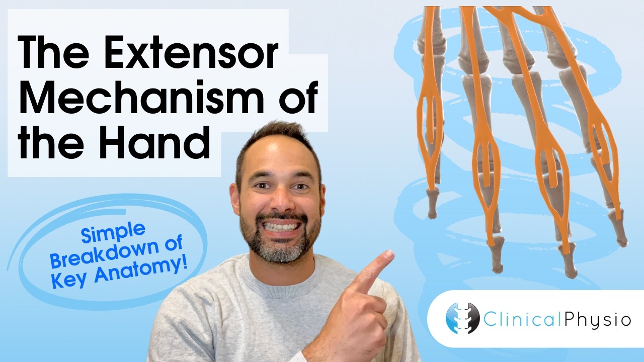 Finger Extensor Mechanism Explained | Extensor Hood Anatomy (Physio ...