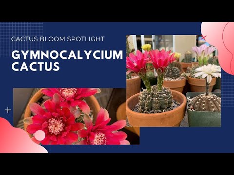 Video: Gymnocalycium Mikhanovich. նկարագրությունը, մշակման և վերարտադրության առանձնահատկությունները