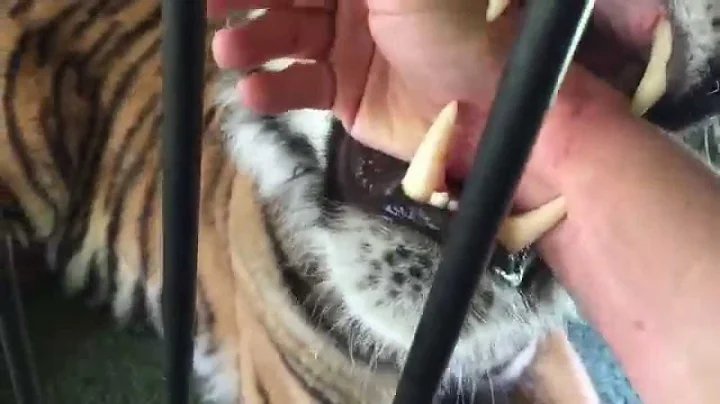 a Quick bite from a tiger #shorts