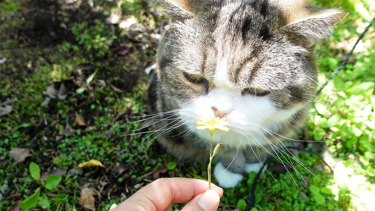 緑のお庭でのんびり過ごすねこ。-Cats relax and enjoy the green