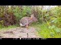 Did i find bigfoot trail camera epic captures of epic critters critters skunk trailcam