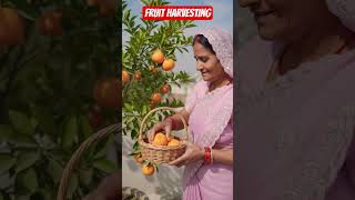 Orange kaise ugate hain#Nsk Lada