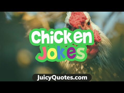 funny-silly-chicken-jokes-and-puns---laugh-out-loud