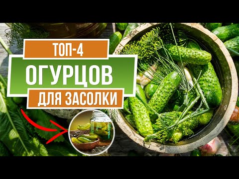 Топ 4 огурцов для засолки 🥒 Лучшие огурцы для засолки 🥒