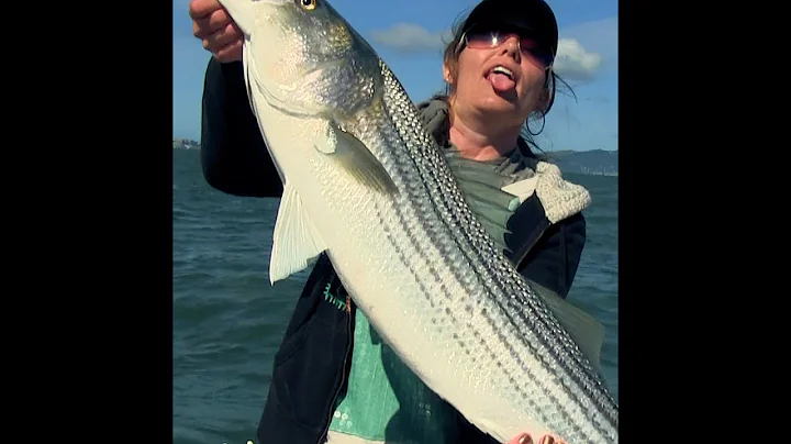 Halibut and Striper fishing in the San Francisco Bay