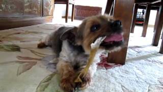 20100828-Frito and his chew-bone.mov