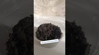 #цикламены #цветы #shortvideo #цветыдлядома #лето #весна #цветочныйбизнес