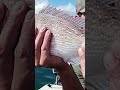 #tasman bay #snapper #fishing #new Zealand 2023