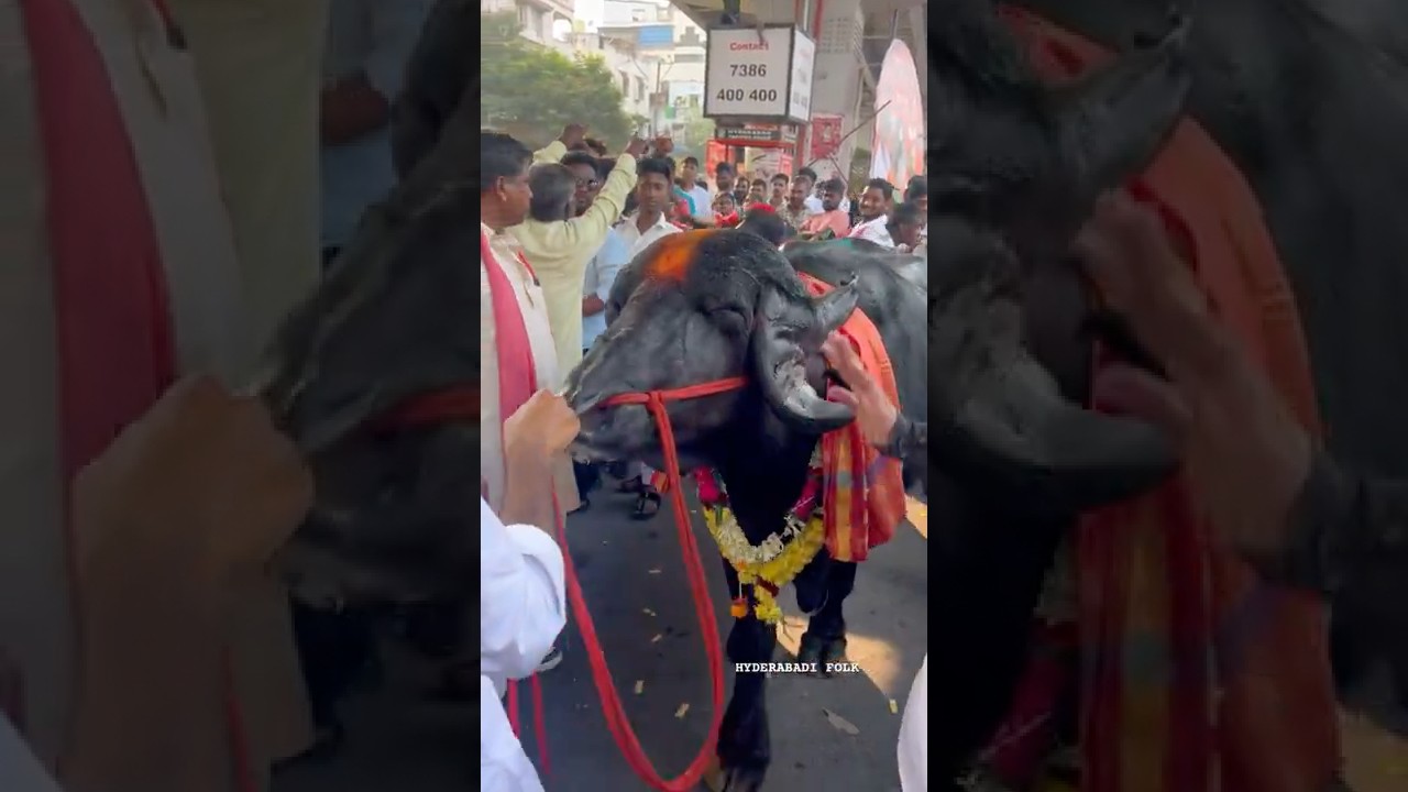 Сообщество Ядав сияет единством, гордостью и радостью! 💪🕺💃 