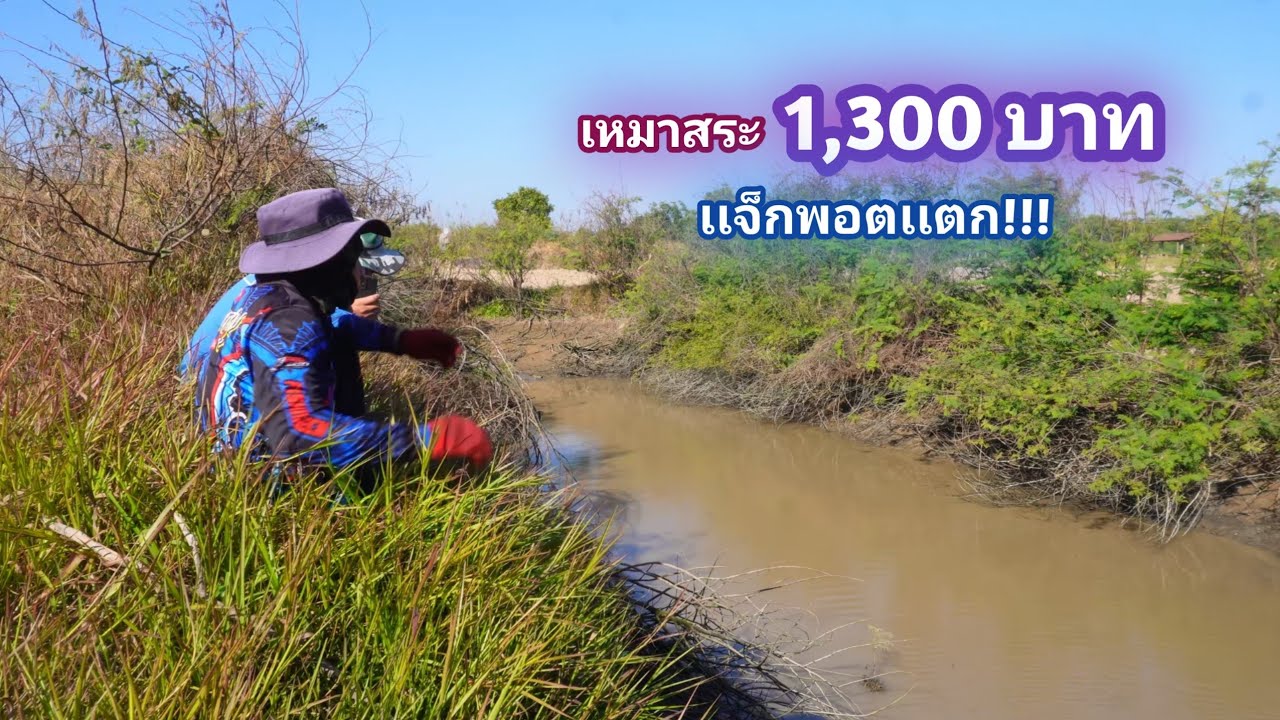 เหมาสระ 1,300 บาท รวมทีมงาน จัดหนักสระเเห่งปี ปลาดุงนึกว่าเลี้ยงไว้ เยอะโครต / บ้านนอก EP.838