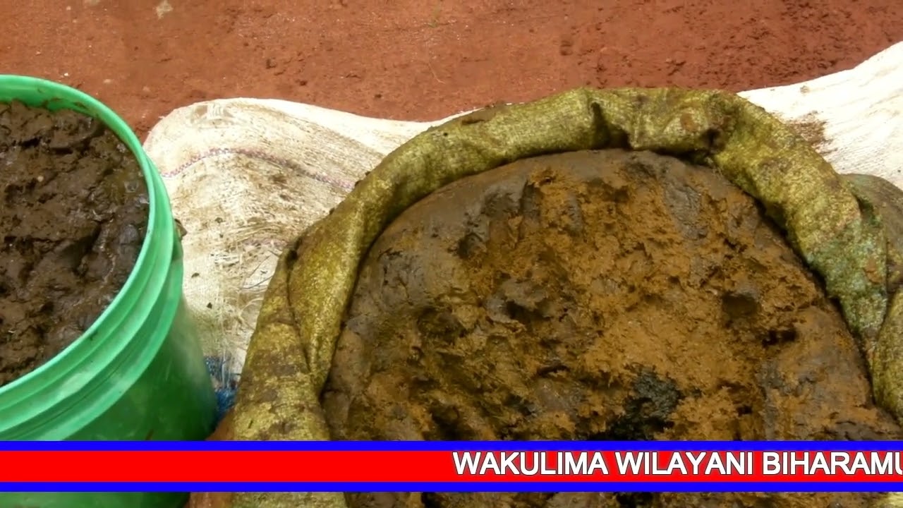 MKAGUZI WA PAMBA BIHARAMULO RENATUS RUZIBA AANZA KUTOA ELIMU KWA WAKULIMA.