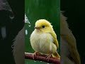 Relaxing Music for Stress Relief | Peaceful Sounds and Lovely Birds to Heal Your Soul