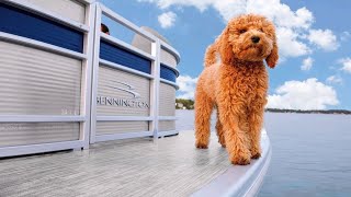 Bennington L Series Review | 2021 L, L Bowrider, LX Pontoons