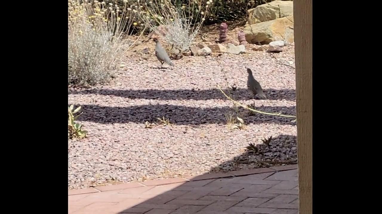 Baby quail (through window & far away) YouTube