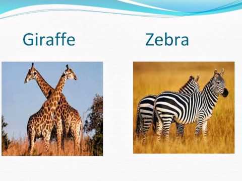 პროექტი ,,ცხოველთა სამყარო\"