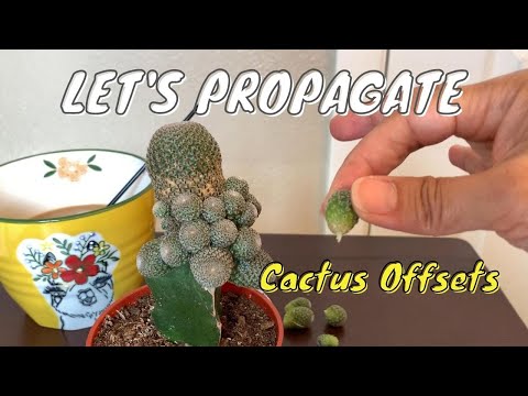 Propagating Offsets From A Grafted Cactus | Cactus Propagation
