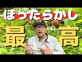 ほったらかし最高！肥料も農薬もゼロでプラム豊作！？完熟の味と驚きの品種とは？