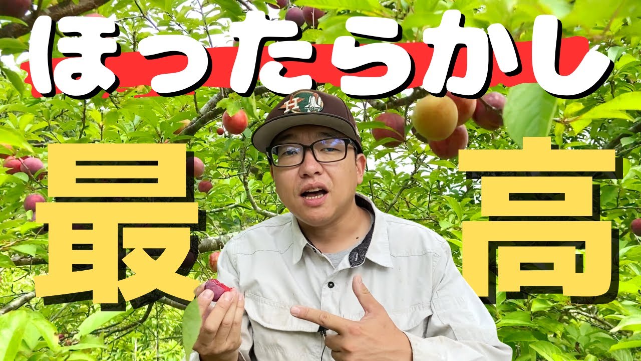 ほったらかし最高！肥料も農薬もゼロでプラム豊作！？完熟の味と驚きの品種とは？