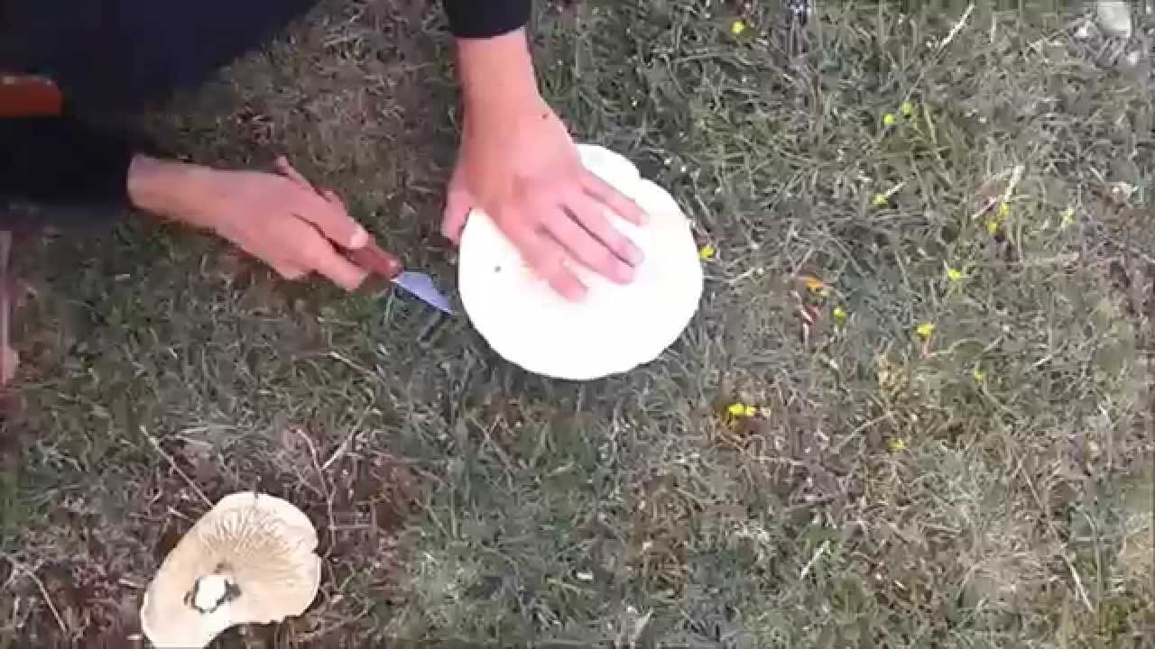 Leucopaxillus lepistoides, bitigar sendoa