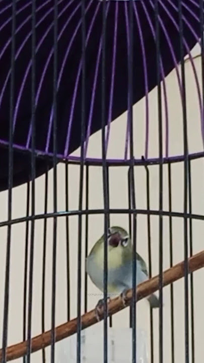 call pleci bustomi betina lenjeh, jantan pasti respon #birds #鳥