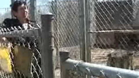 Timber Wolves Part Two 4 15 09