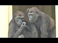 Shabani シャバーニ Gorilla family is energetic. ゴリラの家族は元気です キヨマサ、アニー、アイ、ネネ  Kiyomasa Nene Ai Annie - #122
