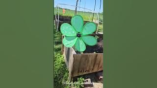 Evening chore. Boy was it hot today! ☀️ #ncgardens #growyourown #springtime