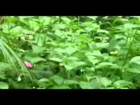 Ranker Video