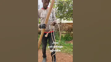 JINSI YAKUTEGA NGOMBE 