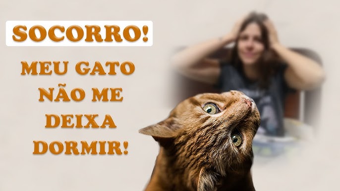 Meu Gato me acorda ao Amanhecer - Soluções Ferplast