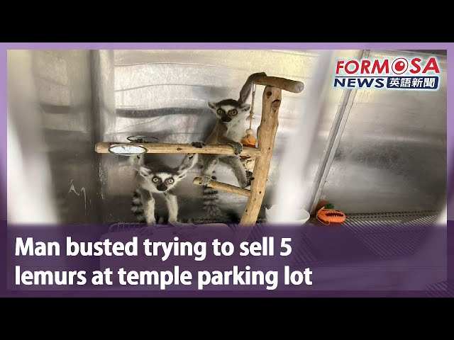 Man busted trying to sell 5 lemurs at temple parking lot｜Taiwan News