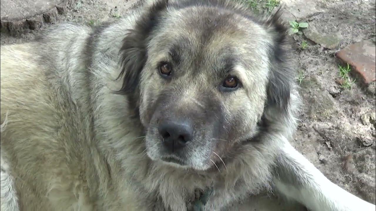 SHORT. СОБАКА НИКА. - YouTube