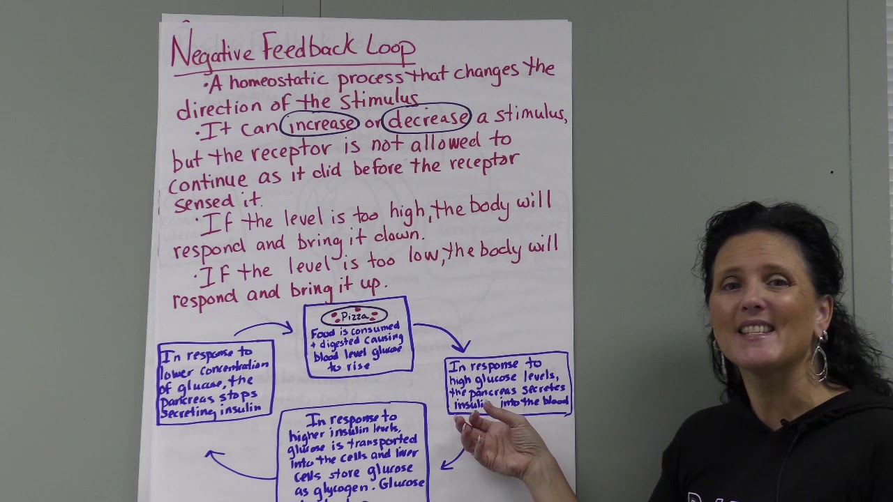 Biology 101/ Equilibrium and Homeostasis