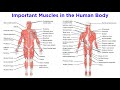 The Muscular System