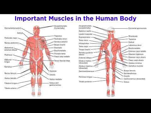 The 3 Kinds of Muscles in Body