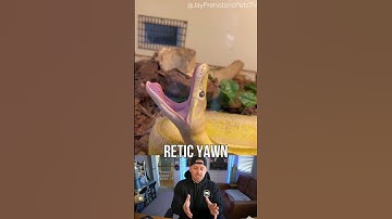 RETICULATED PYTHON YAWN