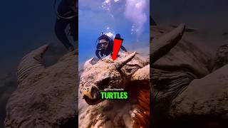 Top 5 Real-Life Ninja Turtles… #1 Will Shock You! #animals #turtle #shorts