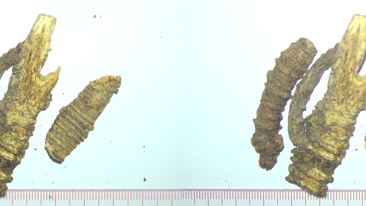 [4D] 羌活 @ 中藥材展示與記錄 - Notopterygium incisum - Chinese Materia Medica Illustration and Record