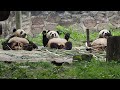 20240426 le le  friends lunch together dujiangyan chinese giant panda garden  