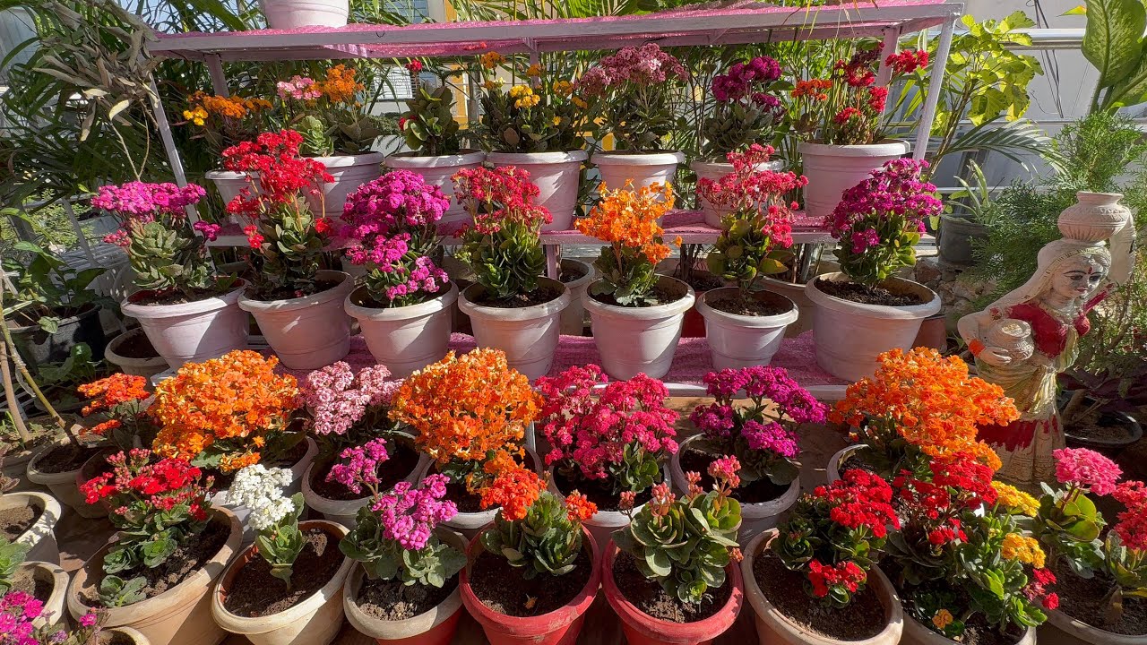 kalancho के लिए कुछ जरुरी Tips 👍How To Care Kalancho Plant 🪴