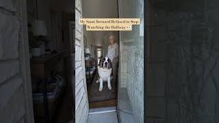 My Saint Bernard Refused to Stop Watching the Hallway 👀#DogBehavior #Weimaraner #Dogs #DogLovers