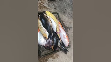 Anh em nuôi cá koi rút kinh nghiệm