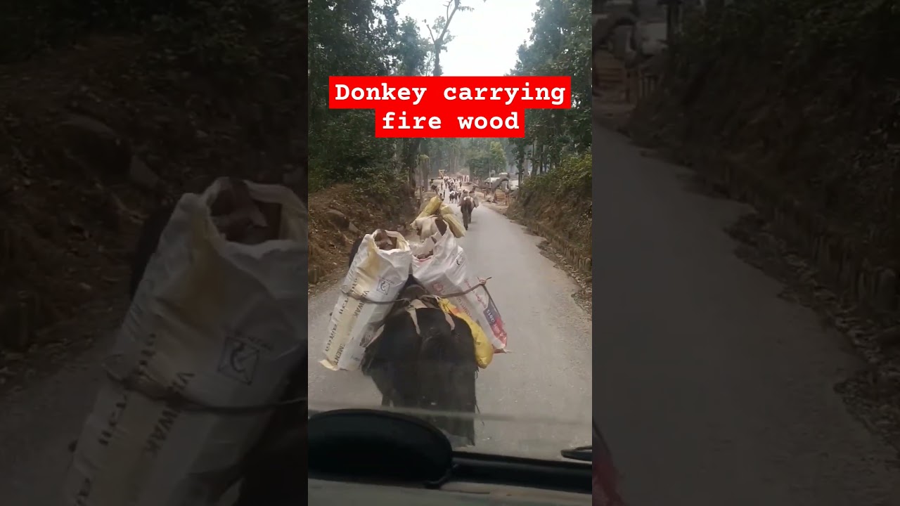 Donkey carrying fire wood🔥🪵 at remote village of Nepal