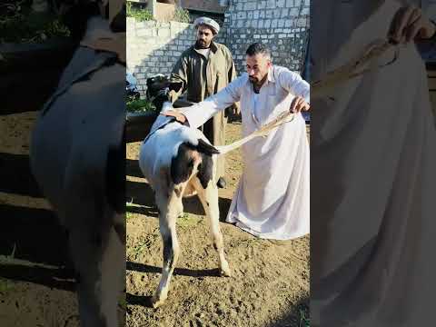 بعد اذنك لو سمحت تاابع01203435008  01225845038